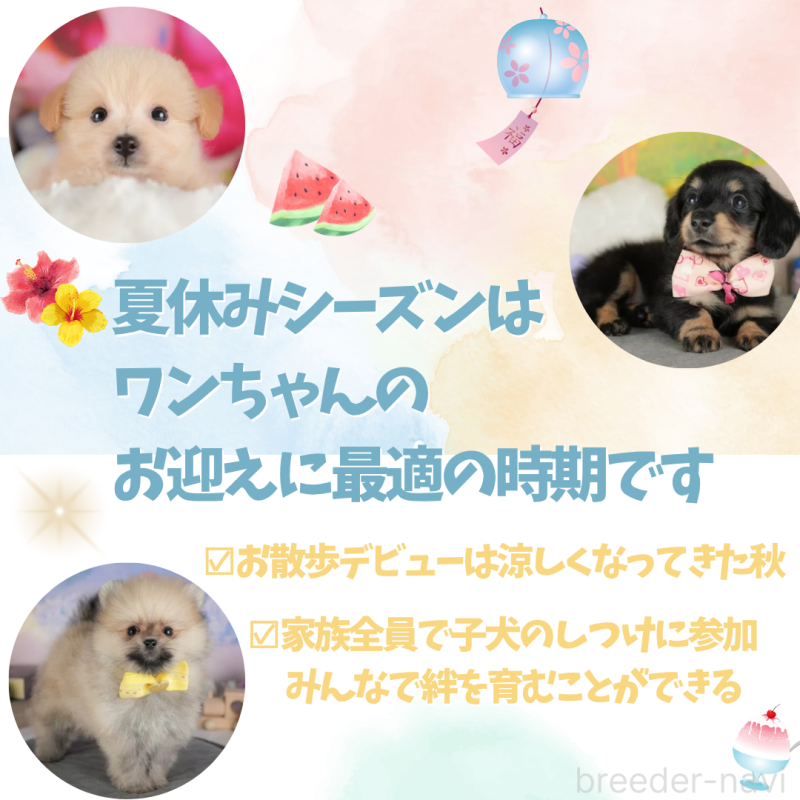 販売中の栃木県のミックス犬-391010の6枚目
